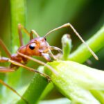 Нападение красных муравьев на человека